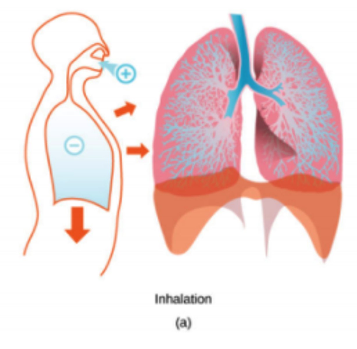 <p>the pressure</p><p>decreases</p><p>(Note: diaphragm</p><p>contracts -&gt; lung cavity</p><p>increases in volume -&gt;</p><p>increased volume =</p><p>decreased pressure -&gt;</p><p>air, which is higher pressure</p><p>rushes into lungs)</p>