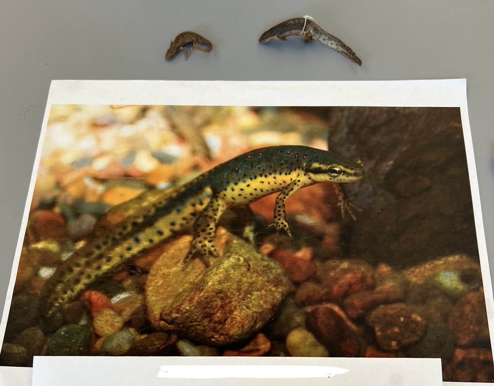 <p>What are the common and scientific names of this animal?</p>