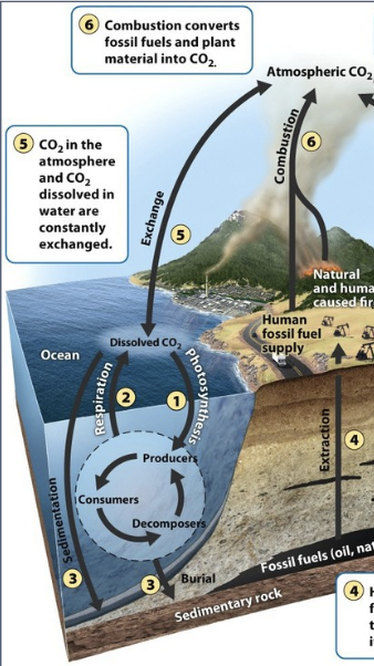 <p>take CO<sub>2</sub> out of the ocean &amp; atmosphere through photosynthesis</p>