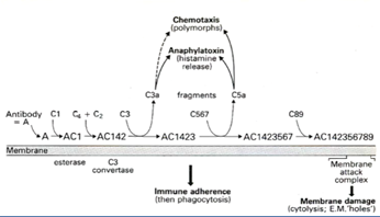 <p><u>The classical pathway requires </u><strong><mark data-color="red" style="background-color: red; color: inherit"><u>antibody presence:</u></mark></strong></p><ol><li><p>Antigen on a bacterial surface is <strong><mark data-color="red" style="background-color: red; color: inherit">opsonised</mark> </strong>by antibody <strong><mark data-color="red" style="background-color: red; color: inherit">at the N-terminus</mark></strong></p></li><li><p><strong><mark data-color="purple" style="background-color: purple; color: inherit">Binding C1 at the FC region to form </mark></strong><span style="font-family: Aptos, sans-serif"><strong><mark data-color="purple" style="background-color: purple; color: inherit">antibody C1 (</mark></strong></span><strong><mark data-color="purple" style="background-color: purple; color: inherit">AC1)</mark></strong></p></li><li><p>Then <strong><mark data-color="purple" style="background-color: purple; color: inherit">adding C4 and C2 to create AC142 (</mark></strong><span style="font-family: Aptos, sans-serif"><strong><mark data-color="purple" style="background-color: purple; color: inherit">equivalent to </mark></strong></span><strong><mark data-color="purple" style="background-color: purple; color: inherit">C3 convertase </mark></strong><span style="font-family: Aptos, sans-serif"><strong><mark data-color="purple" style="background-color: purple; color: inherit">so fragments C3 into C3a and C3b</mark></strong></span><strong><mark data-color="purple" style="background-color: purple; color: inherit">).</mark></strong></p></li><li><p><strong><mark data-color="green" style="background-color: green; color: inherit">C3a has a chemotactic role and causes granulation of mast cells</mark></strong></p></li><li><p><strong><mark data-color="yellow" style="background-color: yellow; color: inherit">AC142 can also bind to C3 giving AC1423 (C3b) then be a target for phagocytic cells / any cell that has a C3B receptor on it.</mark></strong></p></li></ol><p>—</p><p>G<span style="font-family: Aptos, sans-serif">ives an enzyme and esterase activity</span></p>