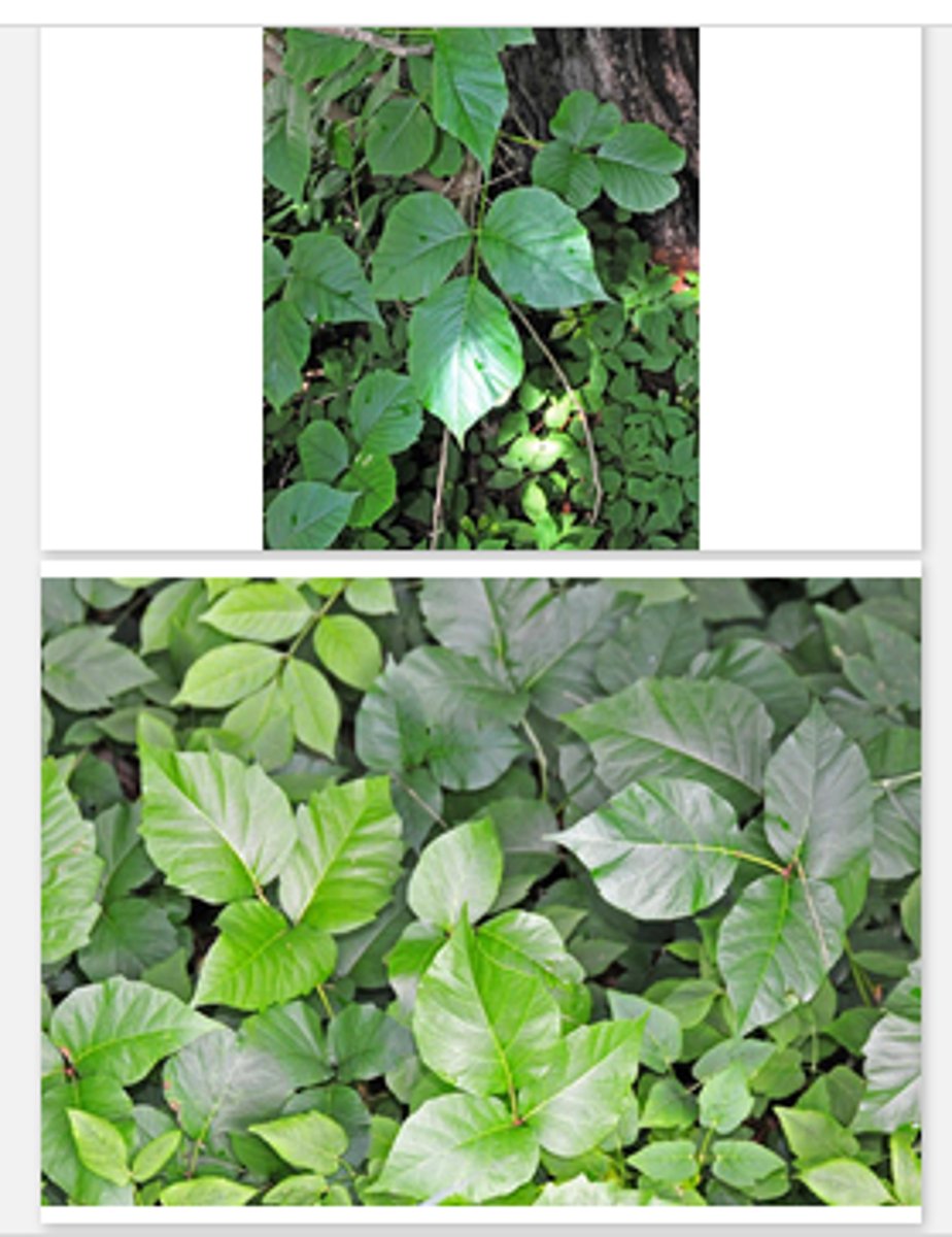<p>Leaves of 3 leaflets, variable shape; climbing vine or groundcover; everywhere.</p>