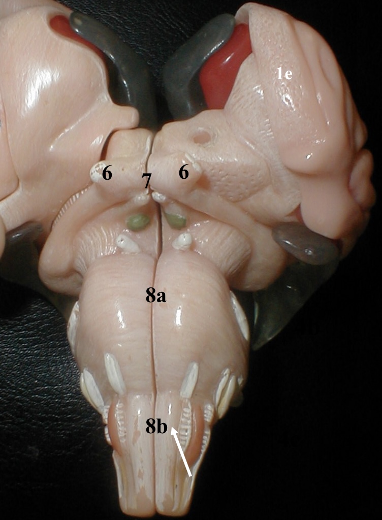<p>1e</p>