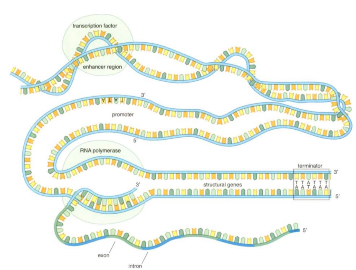 
1. Polymerase molecule attaches at the promoter and moved down an entire structural gene including the intron sections which produce a long mRNA molecule
2. the sections on the mRNA that correspond to introns are removed so only exon regions remain in mRNA molecule
3. when reassembled the mRNA molecule is decoded into a protein at a ribosome