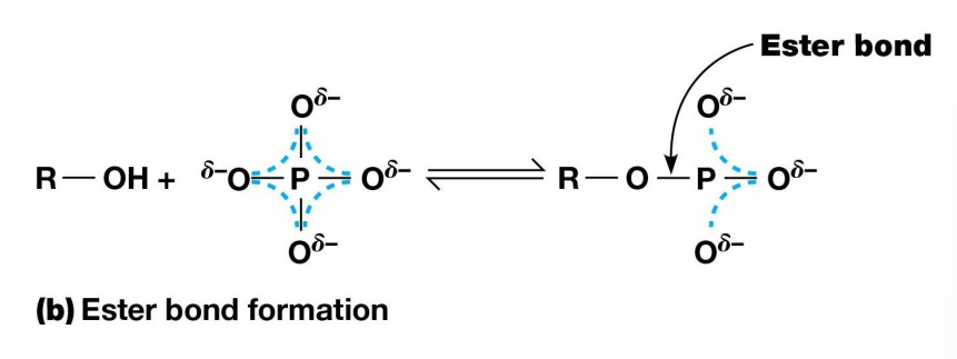 <p>When a Phosphoester bond is formed between a phosphate and alcohol group, the extra electrons are delocalized over only three oxygen atoms instead of four</p><p>Less resonance stabilized and more energy</p><p></p>
