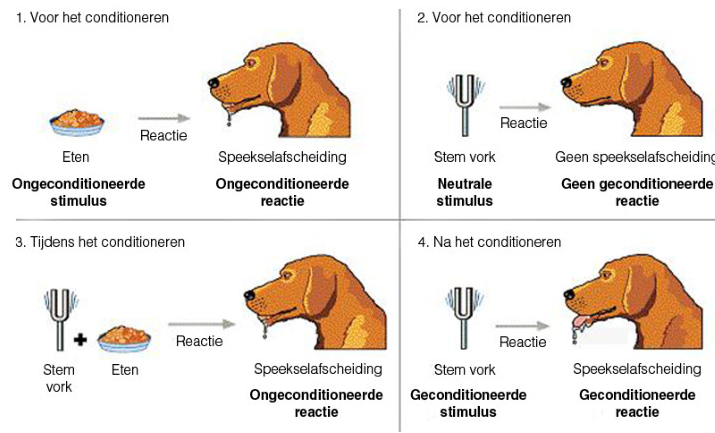 <p>Dat er een associatie kan ontstaan tussen een natuurlijke stimulus en een aangeboren reflex of respons of gedrag. Deze associatie ontstaat altijd tijdens een conditioneringsproces.</p>