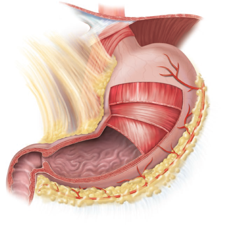 Root: gastr/o 
Example: gastritis , gastropexy 