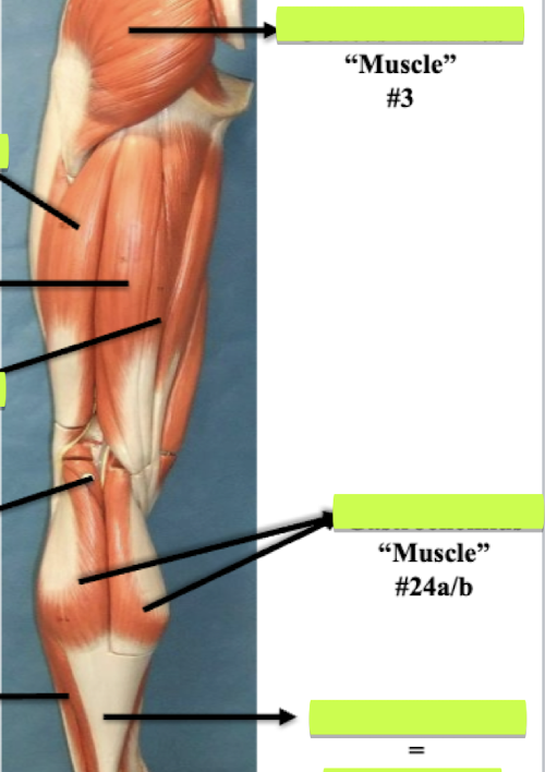 <p>Label muscle #24a/b</p>