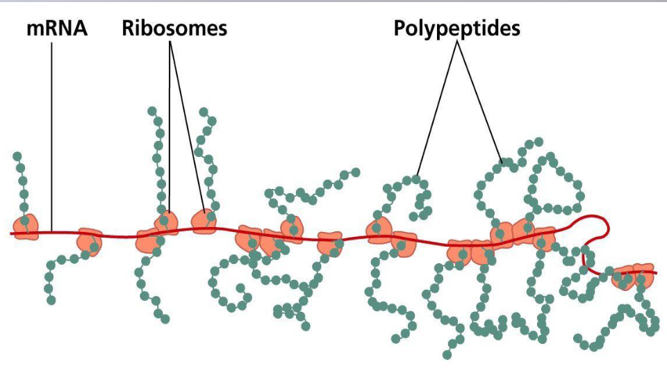 <ul><li><p>in prokaryotes mRNA is translated to protein as soon as its made</p></li><li><p>in eukaryotes mRNA has to be transported out of the nucleus before it can be translated</p></li><li><p>in both cases several ribosomes can simultaneously translate one mRNA molecule</p></li></ul><p></p>
