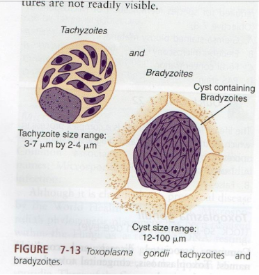 <p>What are morphology features of Toxoplasma oocysts?</p>
