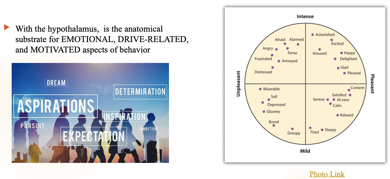 <p><strong>The limbic system + hypothalamus = foundation of:</strong></p><ul><li><p>emotional behavior&nbsp;</p></li><li><p>motivational behavior&nbsp;</p></li><li><p>drives (hunger, sex, fear, reward)</p></li></ul><p></p>
