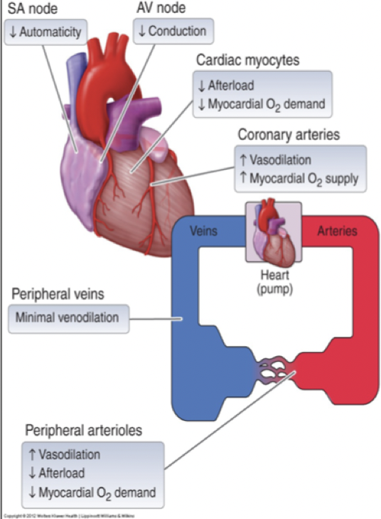 <p><strong>Kärlselektiva</strong>: dilatation av <em>perifera artärer</em> → minskad afterload. Ingen effekt på preload.</p><p>→ Används vid hypertoni och angina pectoris.</p><p><strong>Oselektiva</strong>: samma effekt som ovan och effekter på hjärtat. Negativ kronotrop effekt genom att minska depolarisering av pacemakerceller och negativ inotrop effekt → minskat syrebehov. <em>Ökar även blödflödet i kranskärl </em>→ mer syretillförsel.</p><p>→ Används vid angina pectoris och arytmier</p>