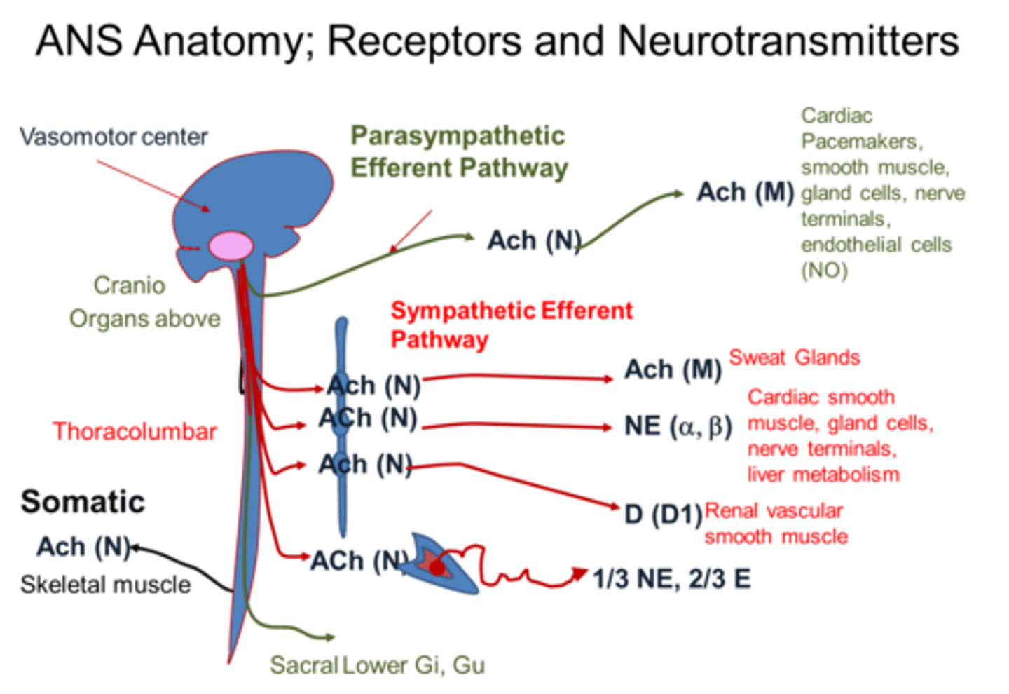 <p>Nicotinic Receptors,</p><p>Muscarinic Receptors</p>