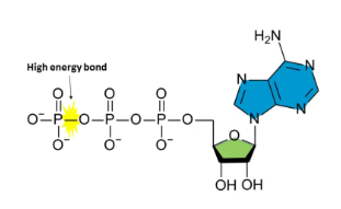 <p>Adenosine (Adenine nitrogenous base + ribose), and then 3 (tri) phosphate groups, with the last bond being a high energy bond, making ATP a high energy molecule.</p>