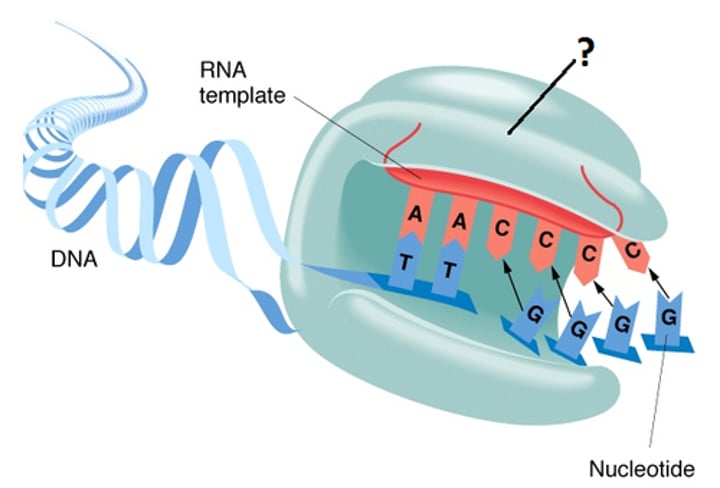 <p>catalyzes the lengthening of telomeres in germ cells</p>