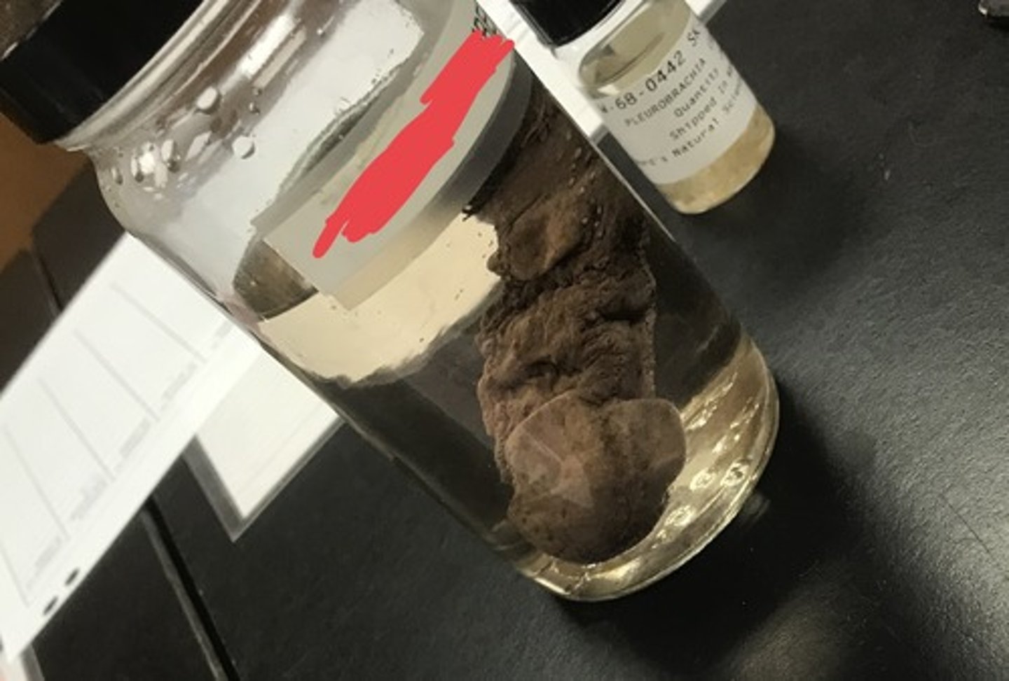 <p>For the following specimen(s), give the entire taxonomy and the name of the specimen(s)</p>