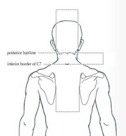 <p>The distance between the mastoid processes is</p>
