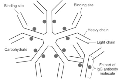 <ul><li><p>Rheumatoid factor</p><ul><li><p>IgM antibodies against IgG Fc region</p></li></ul></li><li><p>Anti-cyclic citrullinated peptide (anti-CCP) </p></li></ul><p></p>