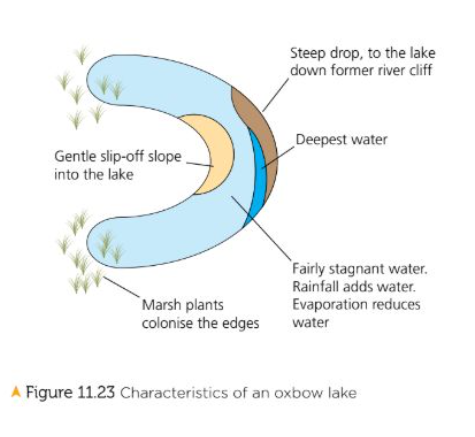 <p>Small, horseshow shaped lake which is found several meters from fairly straight stretch of river in its middle and lower courses</p><p>1). Overtime as meander gets more curved due to more erosion on outside bends, deposition builds up on inside bends</p><p>2). 2 outer bends of meander move closer forming narrow neck of land between them</p><p>3). During a flood, river has more energy and cuts straight through the neck carving a new channel. As this is the shortest path, the river takes it</p><p>4). Original meander is now cut off from main flow of river and becomes isolated U-Shaped body of water</p><p>5). Over time, sediment seals off ends of old meander loop and curved lake is left shaped like an oxbow</p>