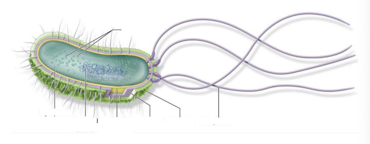 <p>What is a Prokaryotes?</p>