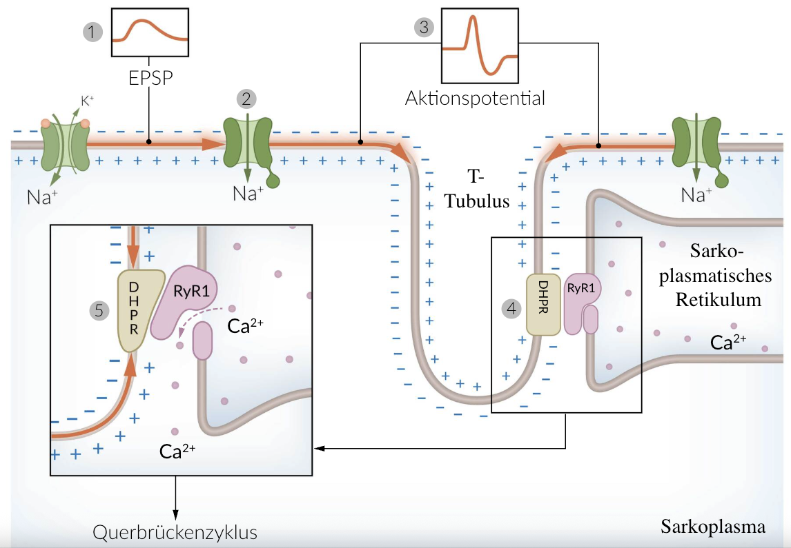<p>B. Ca²⁺ release from the sarcoplasmic reticulum</p>