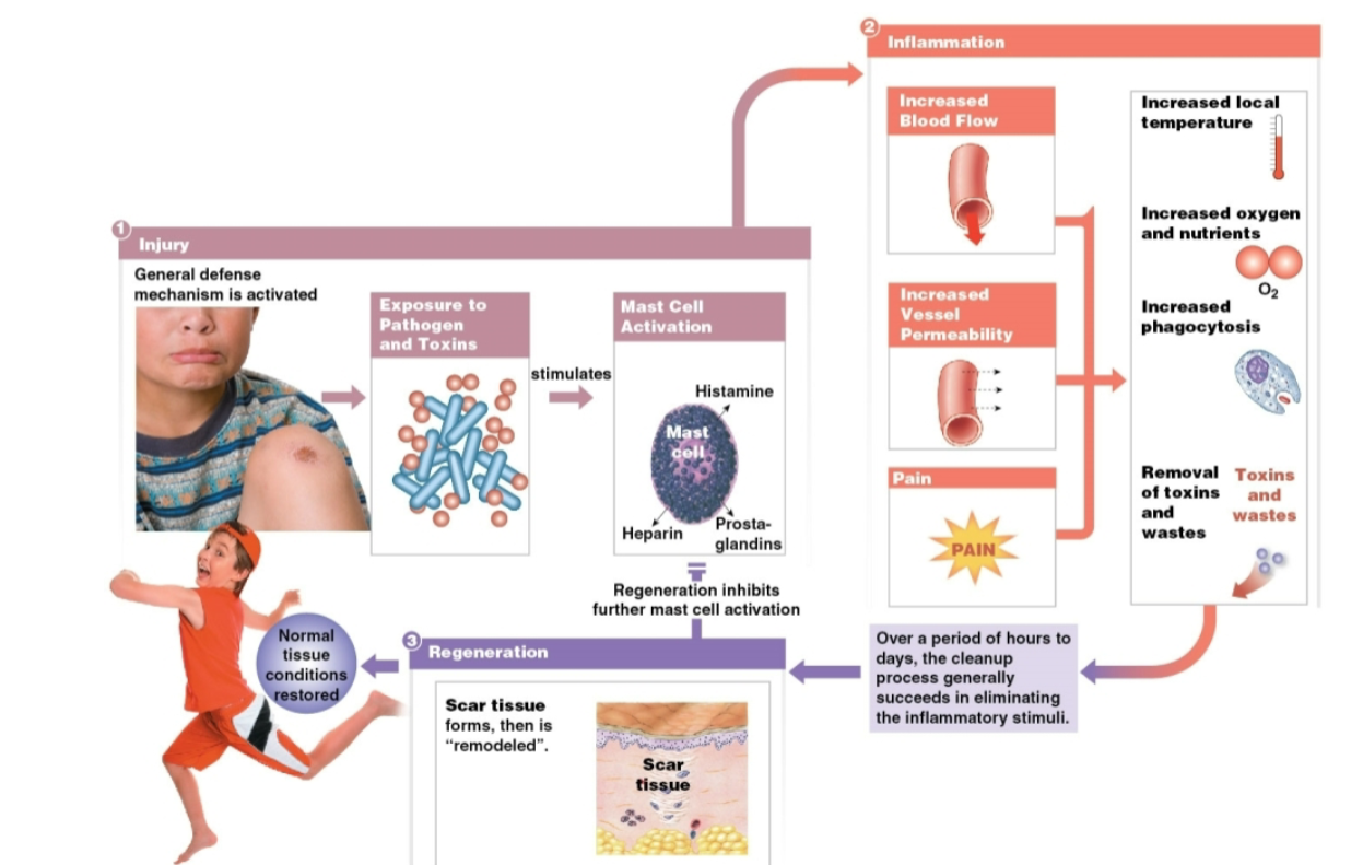 <ol><li><p>Inflammation</p></li><li><p>Regeneration</p></li></ol><p></p>
