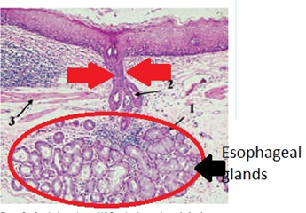 there are glands in the esophagus called esophageal glands. Below is a photo of secretion through the esophagus showing esophageal glands known as ducts (red arrows) leading form the glands to the lumen of the esophagus (where food is being moved towards the stomach). Esophageal glands are an example of ________ glands. 