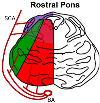 <p><strong>Posterior-lateral </strong>aspect of <strong>rostral pons</strong></p>