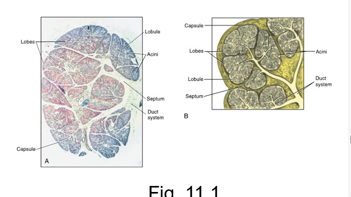 <ul><li><p>both major and minor salivary glands are compose of both epithelium and connective tissue</p></li><li><p>connective tissue of gland is divided into the capsule which surrounds the outer portion of the entire gland</p></li><li><p>each septum helps divide the inner portion of the gland into larger lobes and smaller lobules</p></li></ul><p></p>