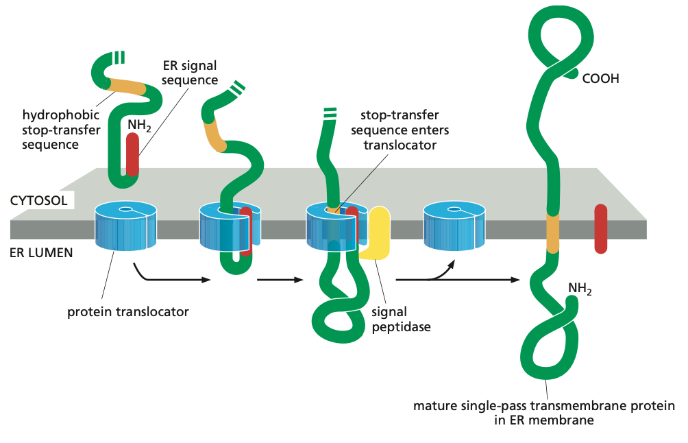 <ul><li><p>Such membrane proteins have a single membrane-spanning segment, the N-terminal signal sequence initiates translocation—as it does for a soluble protein. But the transfer process is then halted by an additional sequence of hydrophobic amino acids, a stop-transfer sequence.</p></li><li><p>Now the protein translocator can release the growing polypeptide into the lipid bilayer.</p></li><li><p>The N-terminal signal sequence is cleaved off, and the stop-transfer sequence remains in the bilayer, where it forms an α-helical membrane-spanning segment that anchors the protein in the membrane.</p></li><li><p>Now we have a membrane protein that has a fixed orientation, where the N-terminus is on the lumenal side of the lipid bilayer and the C-terminus on the cytosolic side.</p></li><li><p>Note also that the orientation of these proteins are never changed.</p></li></ul><p></p>