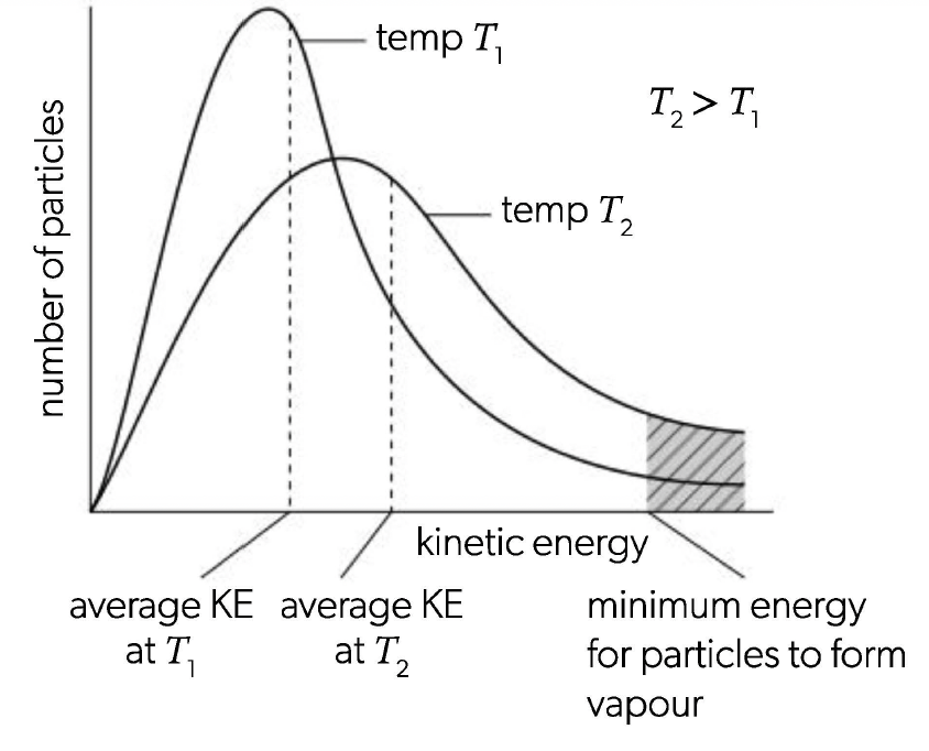 <p>moving particles in a gas or liquid do not all travel with the same velocity — The distribution of kinetic energies is shown by a Maxwell-Boltzmann curve<br>since number of particles will stay the same the area under the graph does not change</p>
