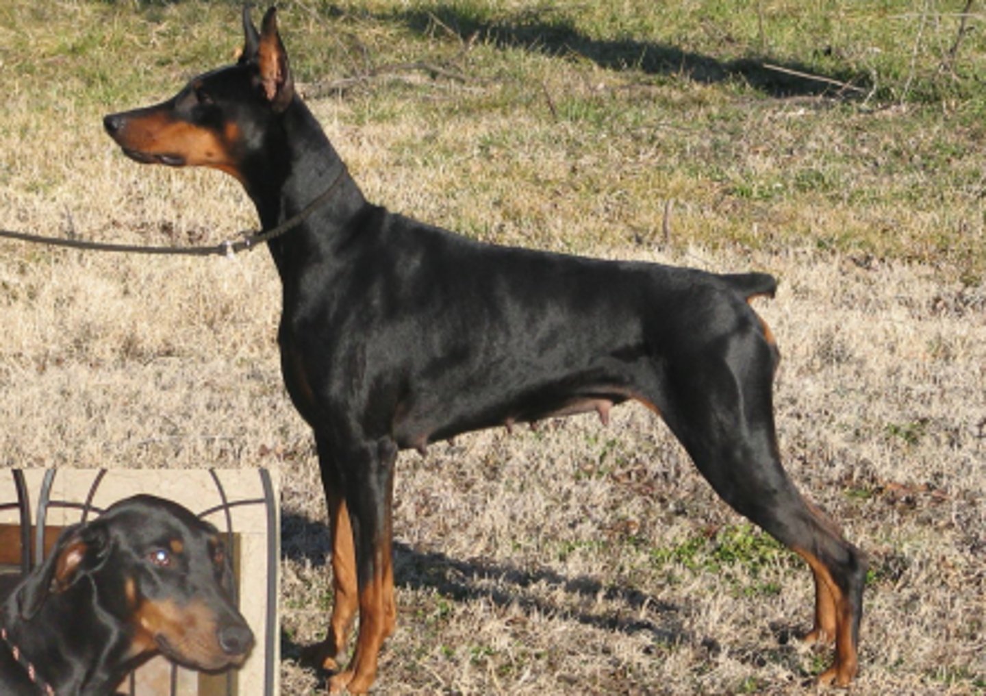 <p>Retrievers, Dobermann</p><p>Have a more open angles shoulder angle</p><p>humerus needs to be long enough to place elbow properly under the body</p>