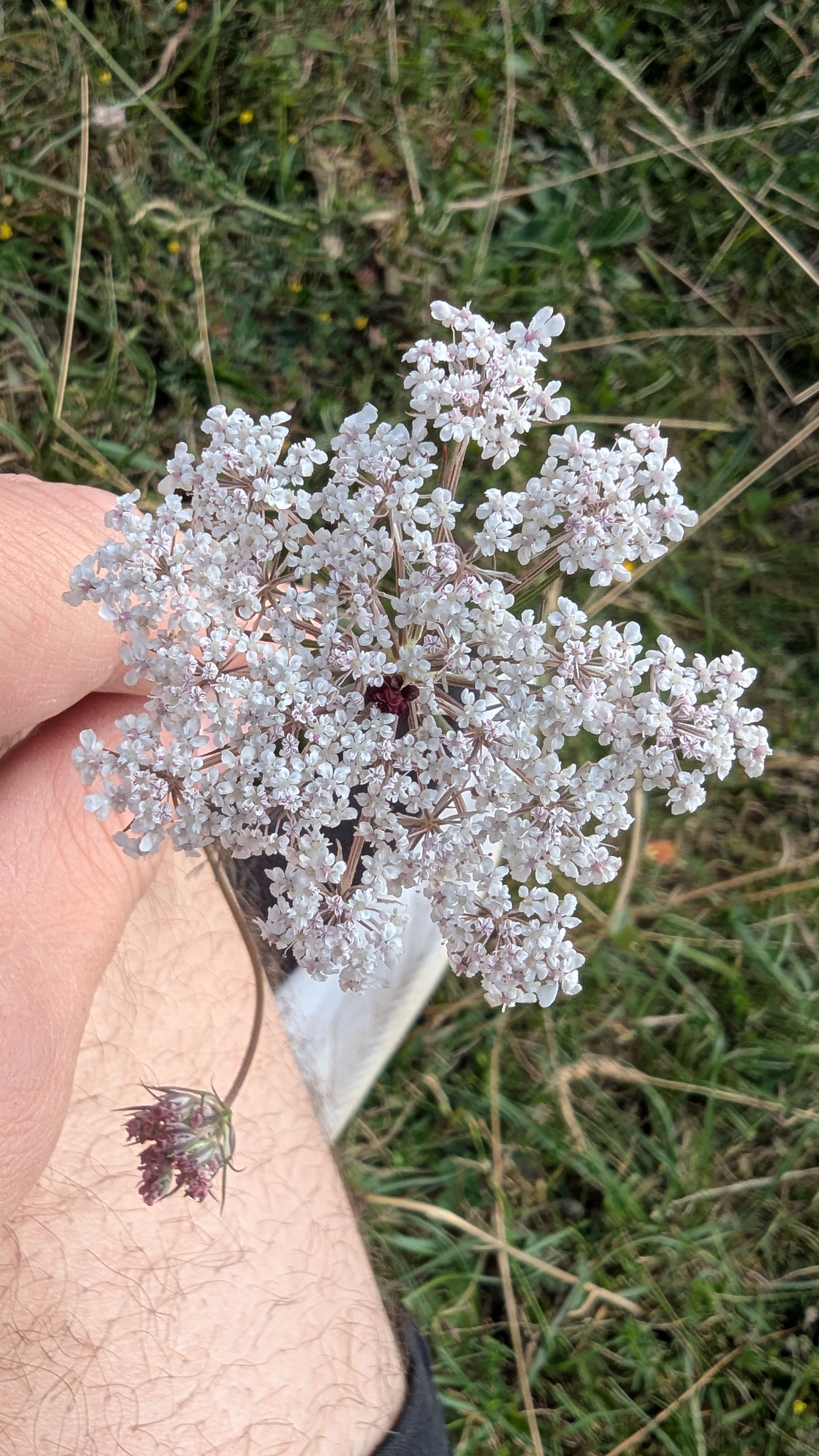 <p>Which species has a single dark red flower at the centre of the umbellifer? </p>
