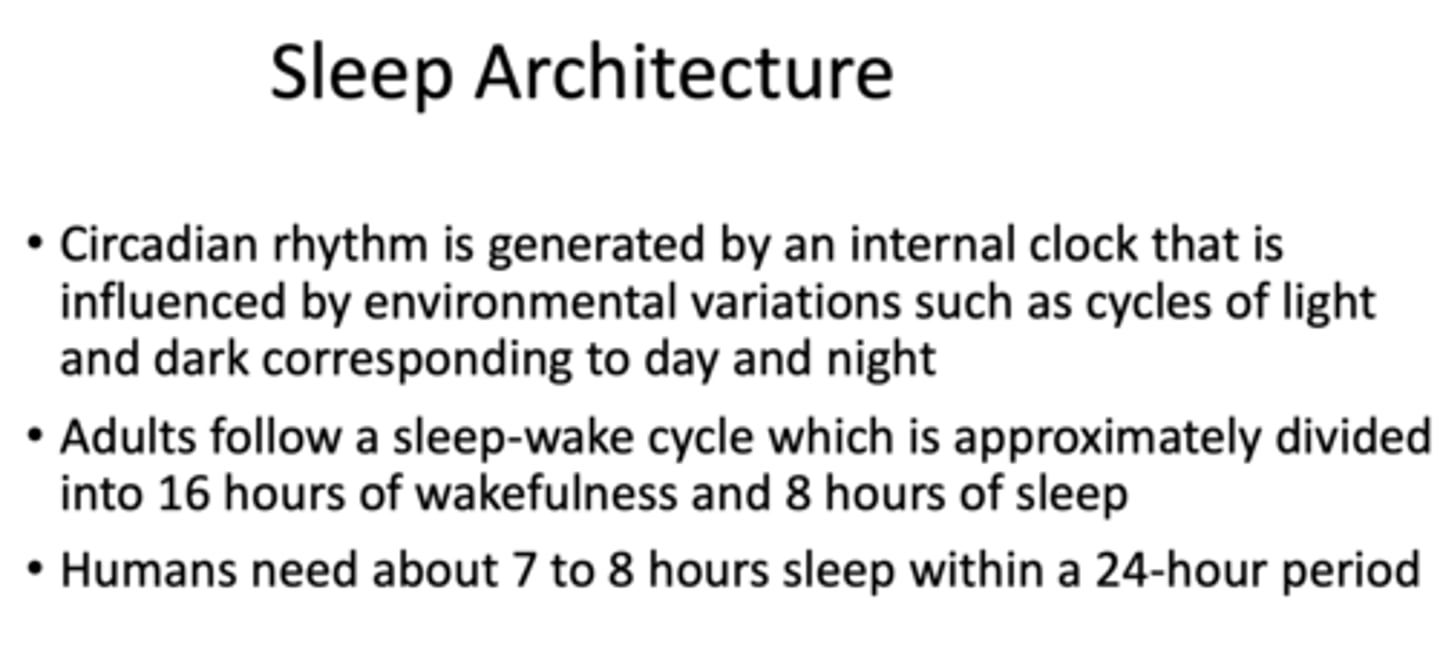 <p>Circadian rhythm</p>