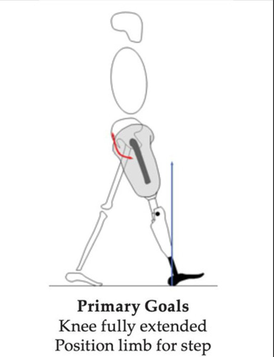 <p>1. knee fully extended</p><p>2. limb positioned for step</p>