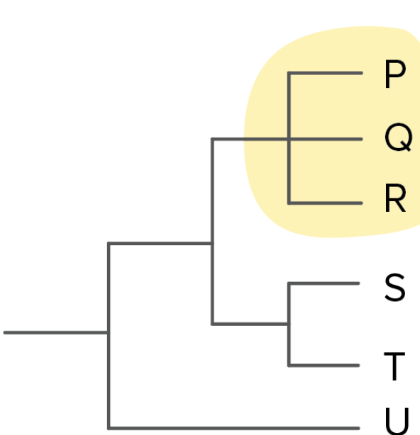 <p><span>two species are </span><strong>more related</strong><span> if they have a more recent common ancestor and </span><strong>less related</strong><span> if they have a less recent common ancestor.</span> </p>