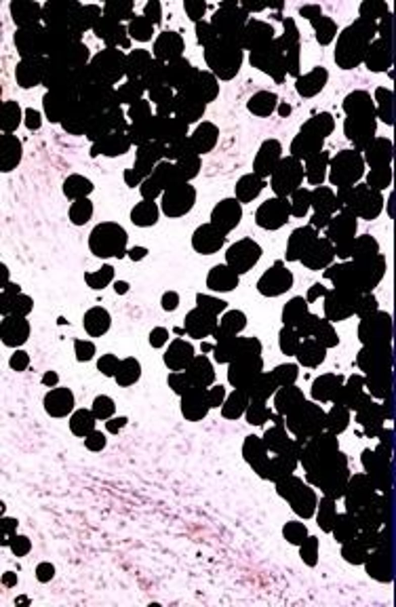 <p>Cells rich in lipids, stained by Sudan black.</p>