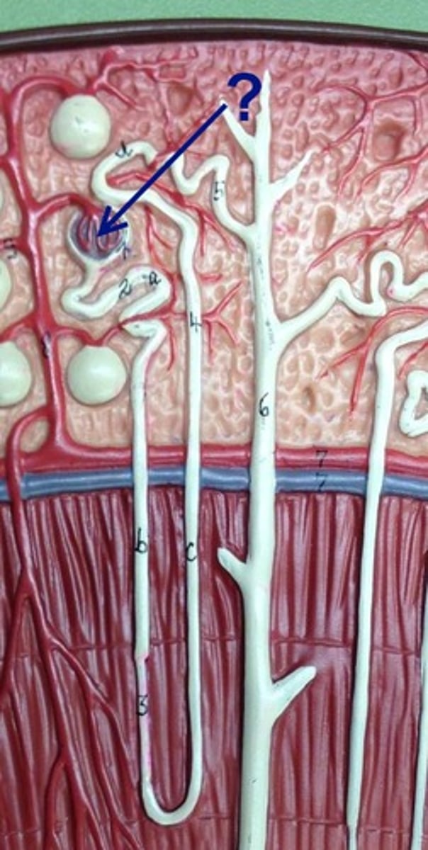 <p>Network of capillaries in the nephron where filtration of blood occurs.</p>