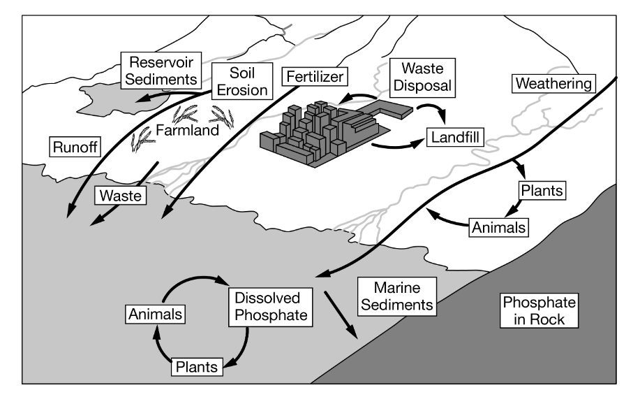 <p><span><span>Farmers in a suburban coastal town started using no-till agriculture, a practice that reduces soil erosion from their farmland. Use the image above to determine which of the following long-term effects no-till agriculture will have on the ecosystem surrounding the farmland.</span></span></p>