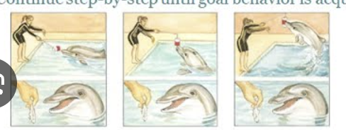 <p>operant-conditioning that reinforces behaviors that are increasingly similar to desired behavior</p>