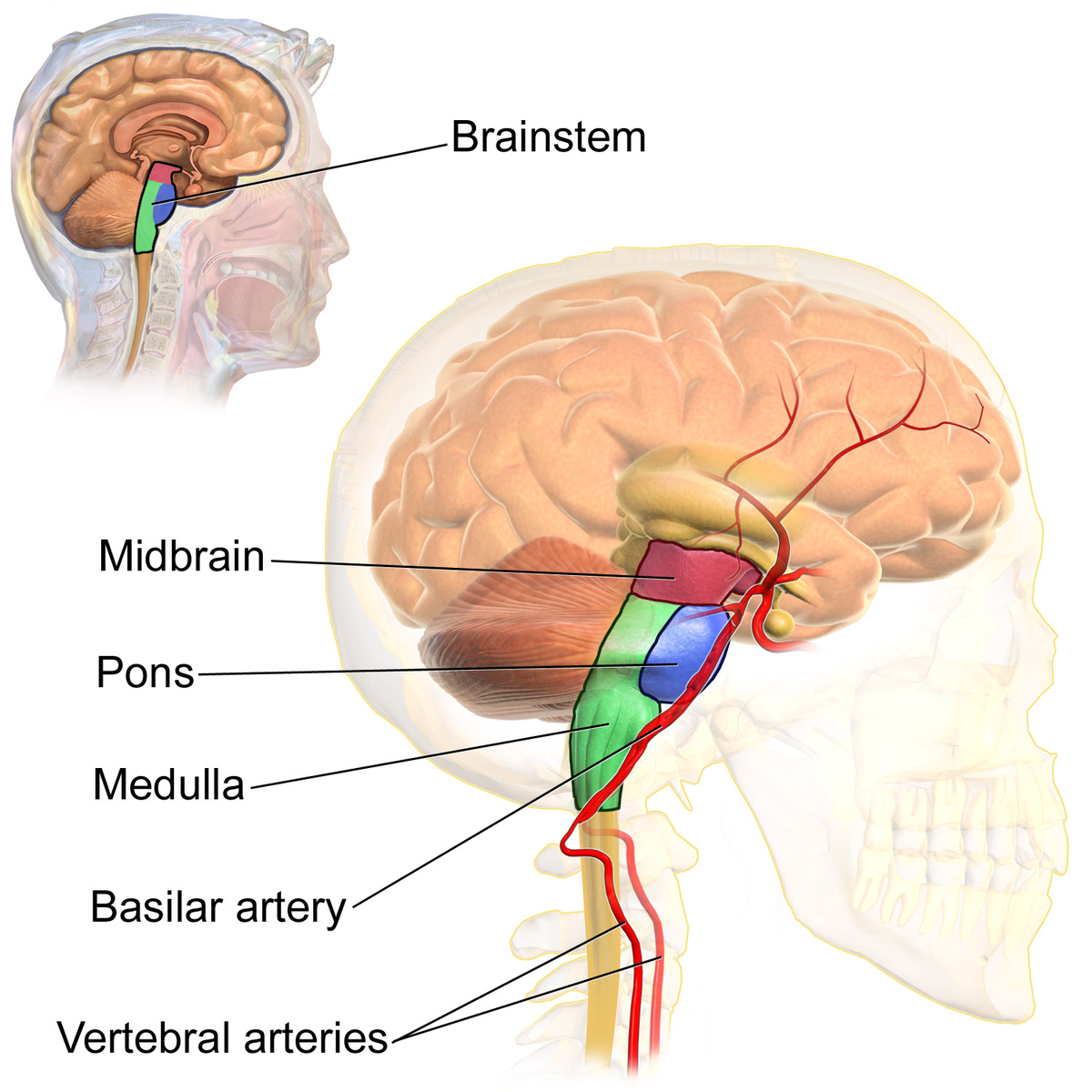 blood vessel from the merged vertebral arteries that runs along the dorsal surface of the brain stem