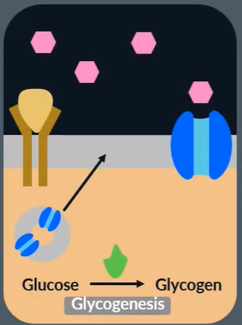 <ul><li><p>binds to complementary receptors</p></li><li><p>(vesicles contaning glucose channel proteins fuse with cell membrame and increase permeability to glucose)</p></li><li><p>stimulated uptake (facilitated diffusion) of glucose by channel proteins</p></li><li><p>activates enzymes that catalyse<strong> glycogenesis</strong></p></li></ul><p></p>