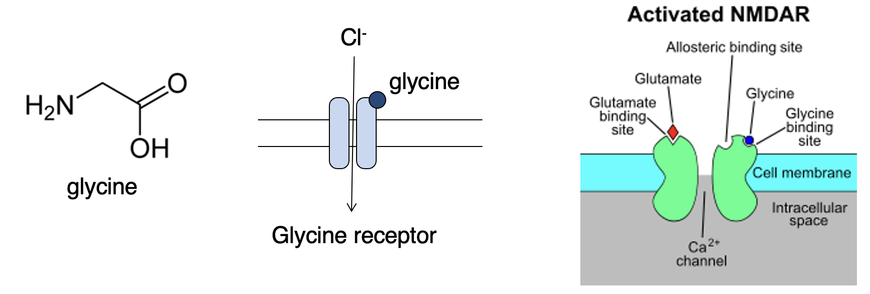 <p>Inhibits neurons via glycine-gated chloride channel (glycine receptor). Also binds to NMDA glutamate receptors. Can have diff effects depending on context. </p>