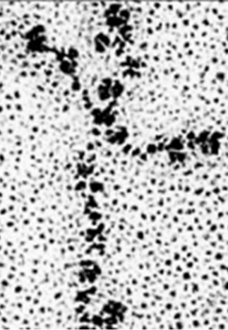 <ul><li><p>laminin is high molecular weight glycoprotein(800kDa)</p></li><li><p>after collagen IV, laminin is most abundant BM protein </p></li><li><p>originally isolated from tumour in rodents. made of basement membrane components </p></li><li><p>crucible structure</p></li></ul><p></p>