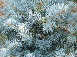 <p><span>Evergreen conifer with bluish-green needles and a conical shape. Used ornamentally and as a Christmas tree.</span></p>