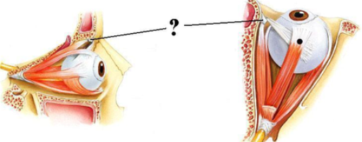 <p><span><span>Identify the indicated structure.</span></span></p>