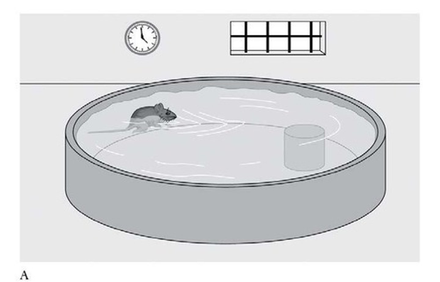 <p>Test for spatial memory using a water maze</p><p>- circular pedestal placed in pool</p><p>- allow rat to learn where pedestal is by practice (swimming around in clear water)</p><p>- During testing: Make water opaque so they will have to use memory to find where pedestal is</p><p>- allows rat to use external cues to know where it is</p><p>Intact Hippo: Rat will be able to find pedestal easily (spatial map)</p><p>Lesioned Hippo: Once water made opaque, rats are unable to find where the pedestal is (inability to create spatial map)</p>