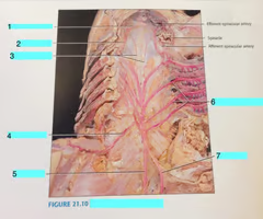 <p>celiac artery</p>