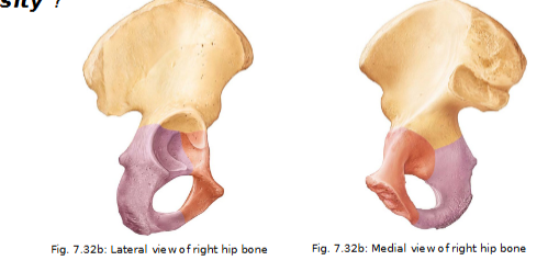 <ul><li><p>postero-inferior part of hip bone</p></li><li><p>thicker superior body joining ilium and thinner, inferior ramus (joins the pubis)</p></li><li><p>ramus= bar of bone</p></li></ul><p></p>