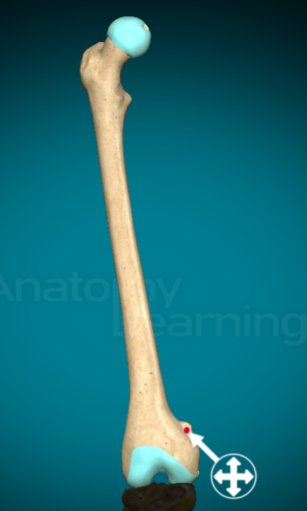 <p>less prominent nub right near the condyle</p>