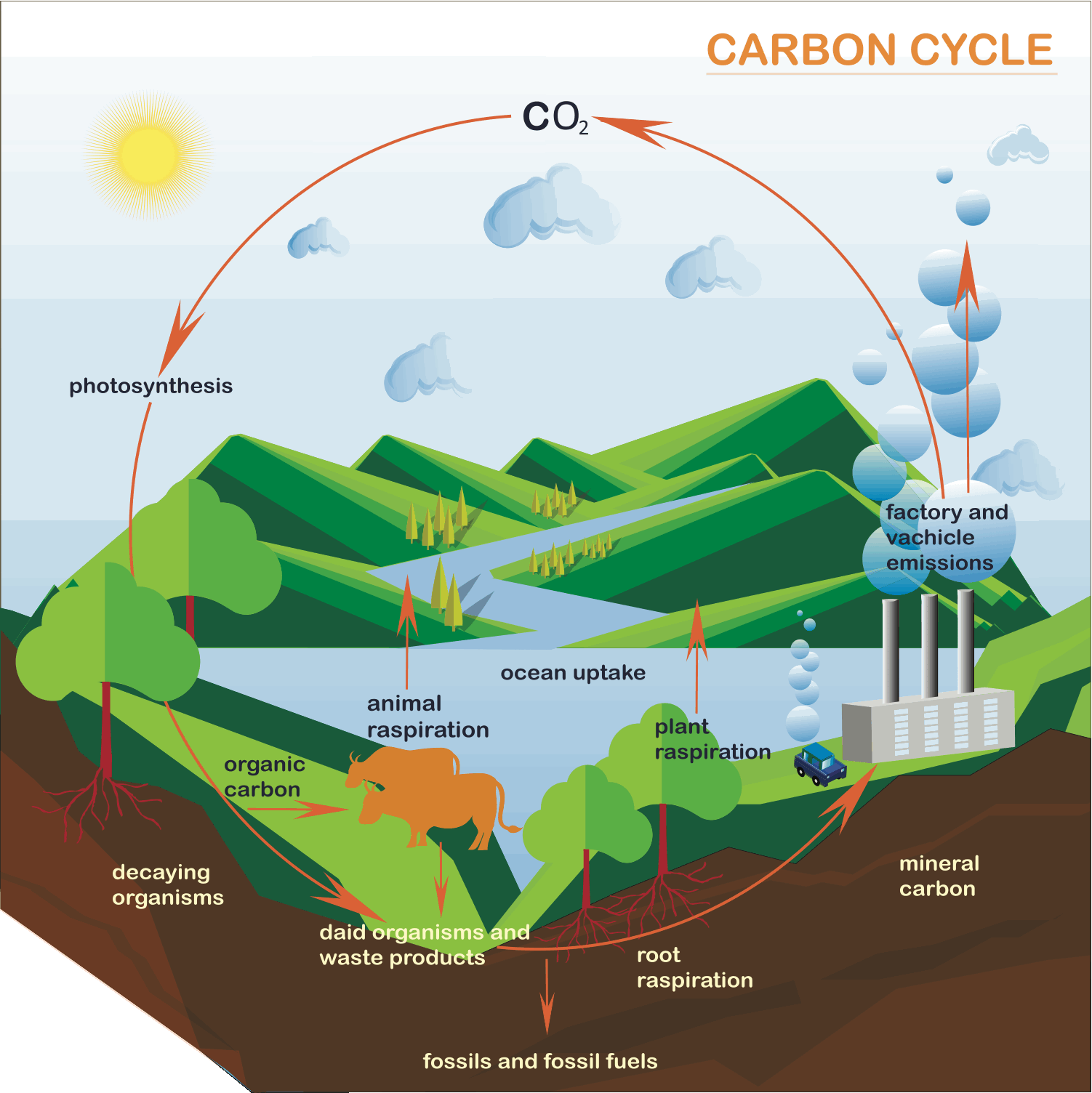 <p>Define the carbon cycle</p>